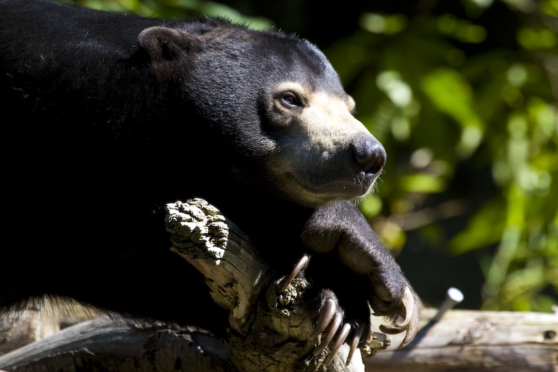 Sun Bear (Captive)